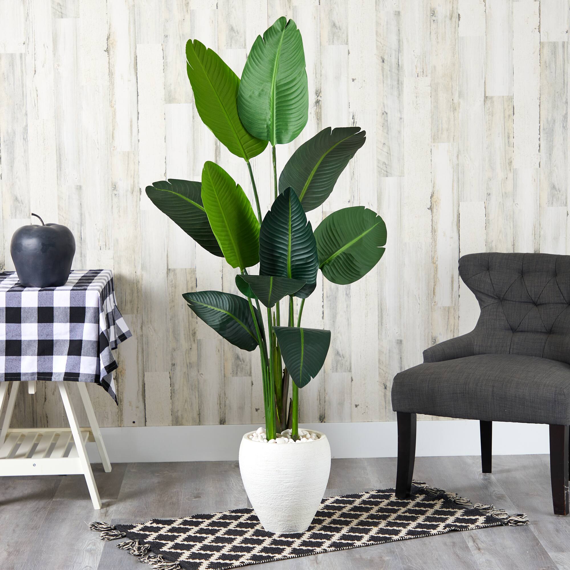 5.25ft. Traveler's Palm Tree in White Planter